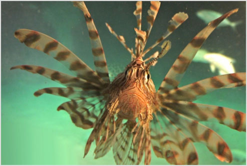 NOAA Awarded U.S. Patent for Innovative Lionfish Trap - Technology  Partnerships Office