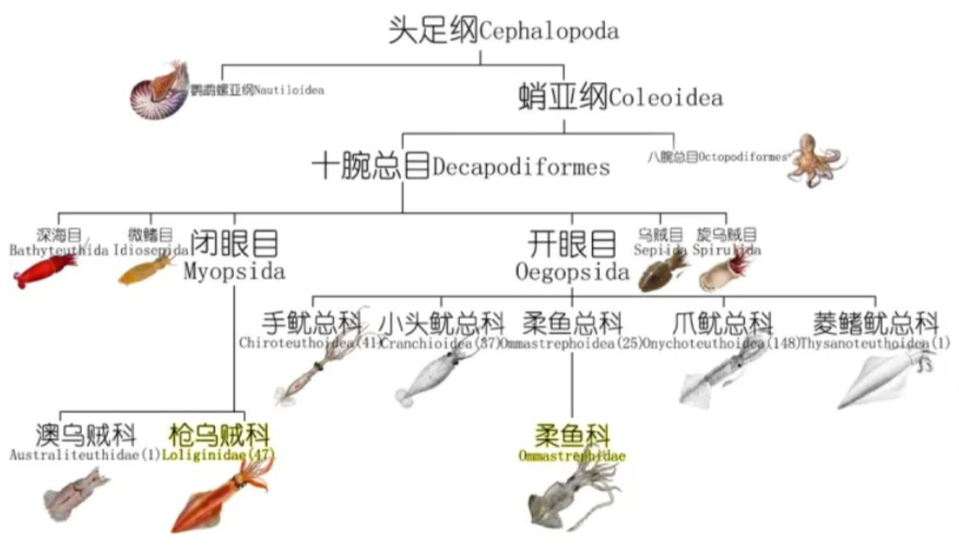 Seafood Media Group - Worldnews - Eight kinds of seafood - squid