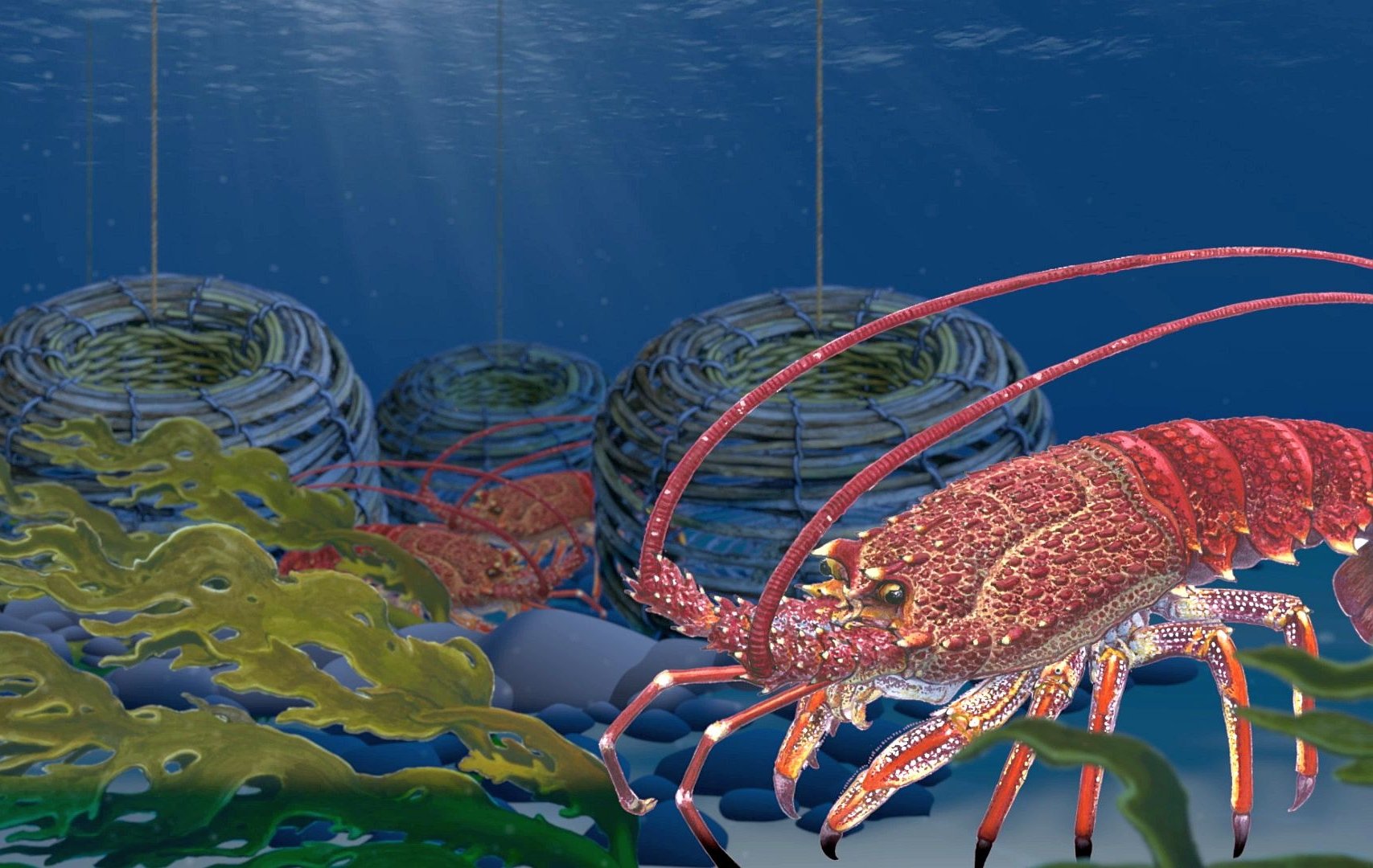 seafood-media-group-worldnews-managing-tasmania-s-rock-lobster