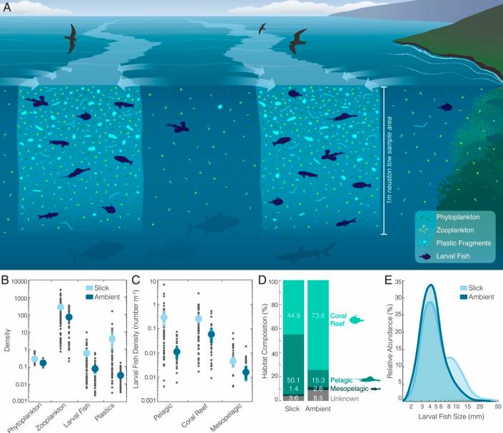 Seafood Media Group - Worldnews - Prey-size plastics outnumber larval ...
