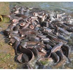 Seafood Media Group - Worldnews - Action against rearing African catfish