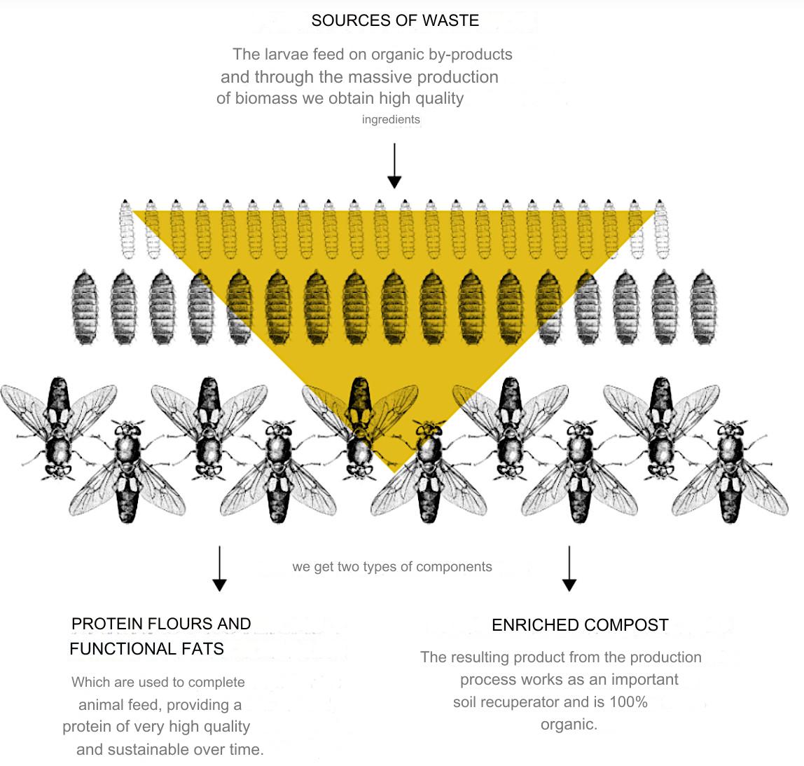 Seafood Media Group - Worldnews - Bioflytech initiates the production ...