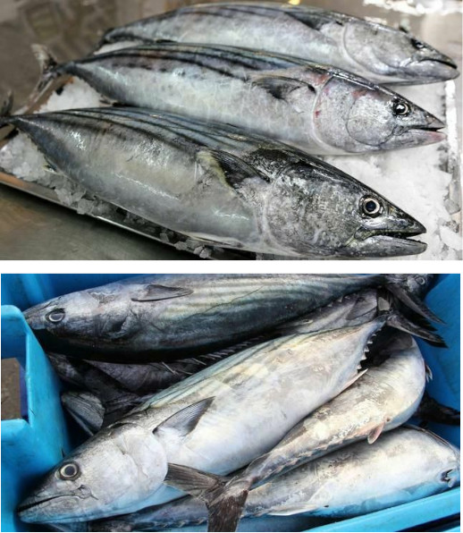 Seafood Media Group - Worldnews - Produce Ends Bonito Fishing Ban and ...