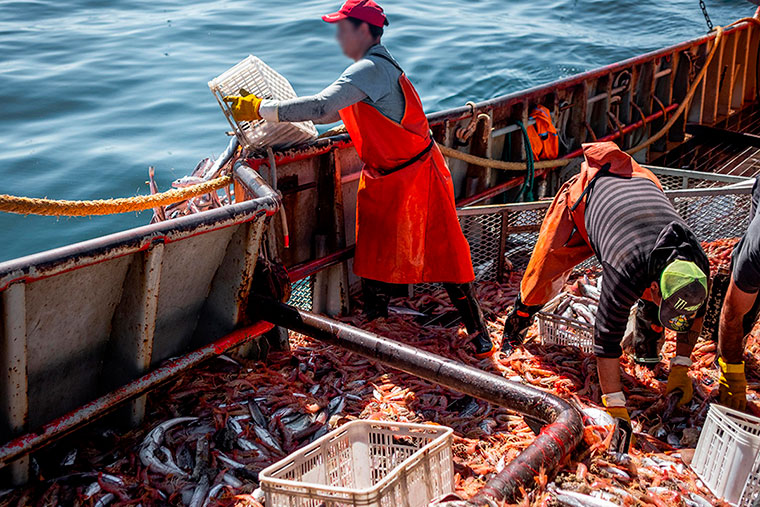 Seafood Media Group - Worldnews - Hake may determine the closing of the ...