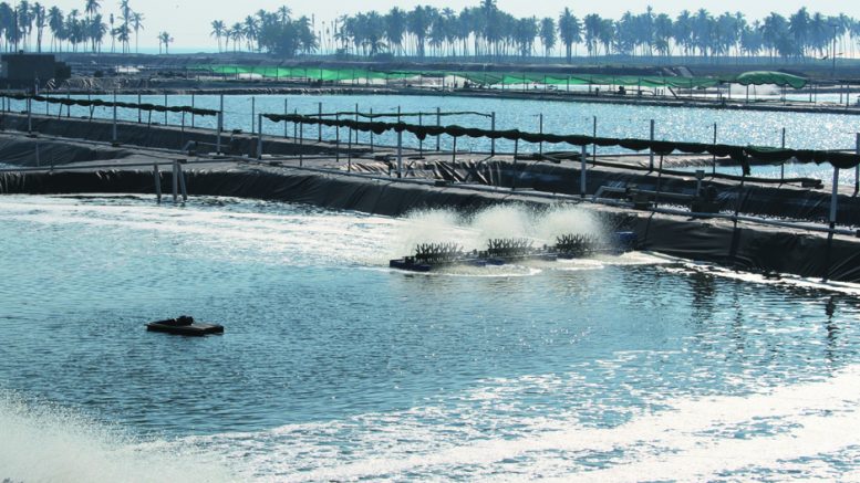 Seafood Media Group Worldnews Tropical Storm Narda Destroys Three Shrimp Farms In The State Of Colima