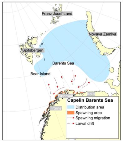 Seafood Media Group - Worldnews - The capelin spawns further west