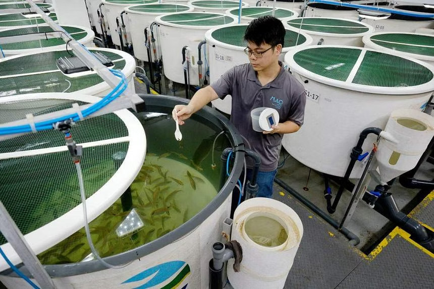 Seafood Media Group - Worldnews - S’pore’s tropical aquaculture tech ...