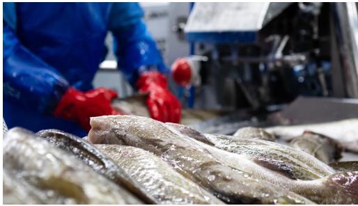 Seafood Media Group - Worldnews - The future of whitefish processing has  arrived at Brim