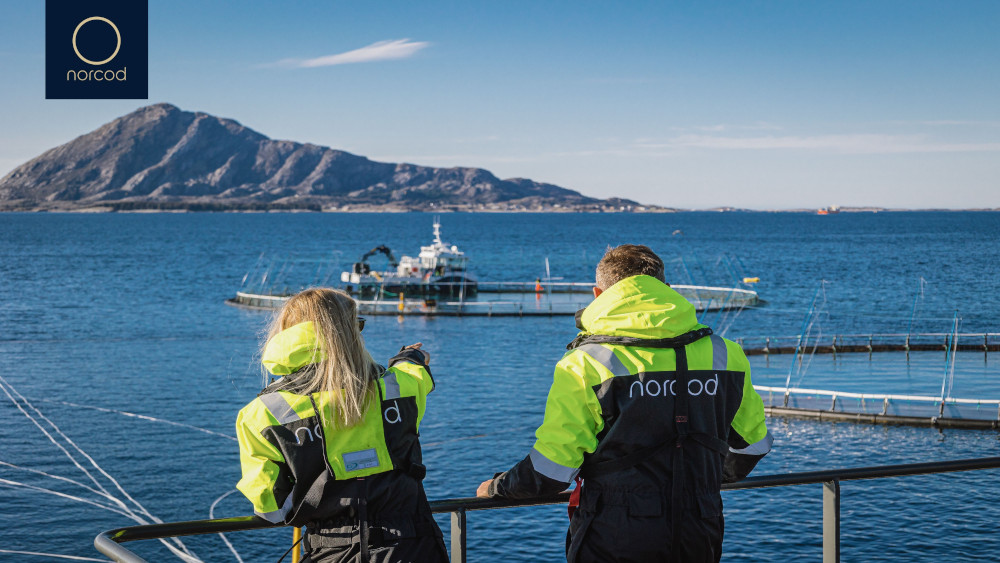 Norcod Seafood Media Group - Worldnews - Norcod Q1-2024 Financial report
