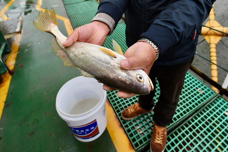 Seafood Media Group - Worldnews - The deep sea aquaculture platform ...