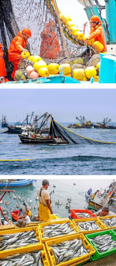 Pisco Fish Seafood Media Group - Noticias - Produce: Más de 1,5 millones de ...