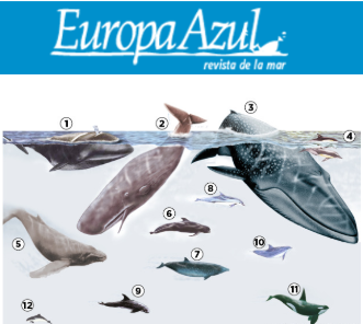 FIS - Worldnews in Brief - Other Media | Fish Focus: ASC responds to U ...