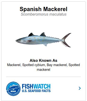 King Mackerel  NOAA Fisheries