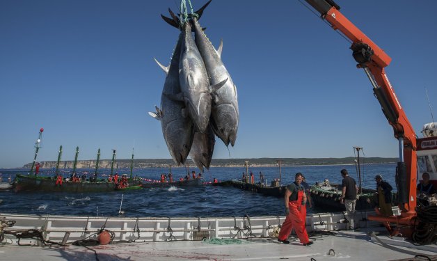 Tuna Route in Conil de la frontera