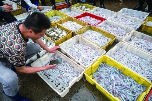 Un poco de tinta, en la pesca del calamar