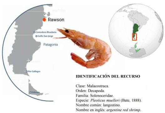 Seafood Media Group - Worldnews - Shrimp Season in Rawson: Good Catches ...