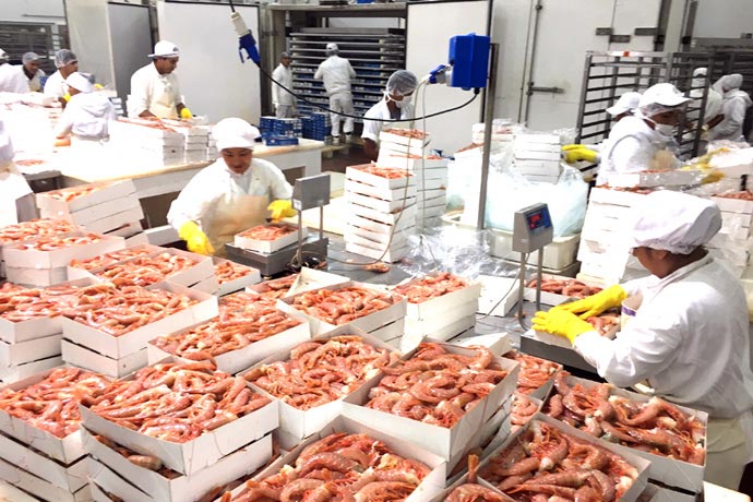Seafood Media Group - Noticias - Exportación peruana de langostinos creció  20.4% en primer trimestre