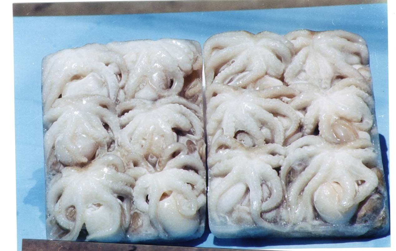 Seafood Media Group - Worldnews - Export of squid and octopus in 2022 ...