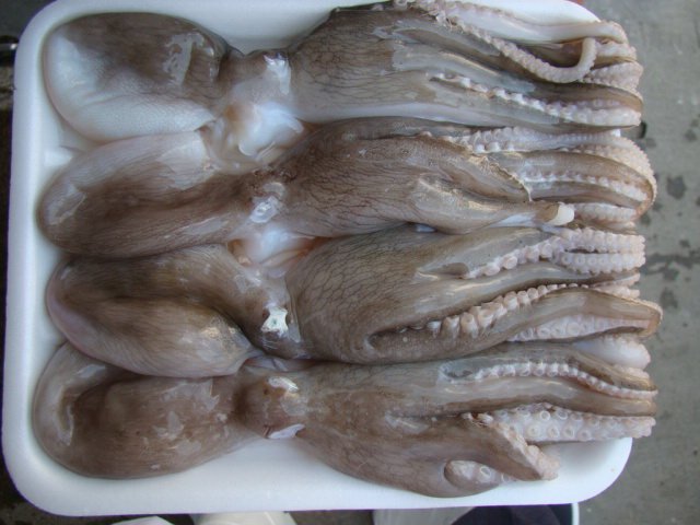 Seafood Media Group - Worldnews - Export of squid and octopus in 2022 ...