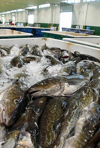 Seafood Media Group - Worldnews - Pacific cod 'unusual catch'