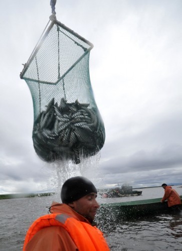 Seafood Media Group - Worldnews - Kamchatka fishing situation