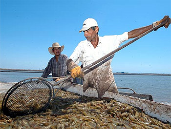 Seafood Media Group - Noticias - Desarrollar la pesca con cañeros atuneros,  una tarea compleja