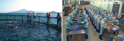 FIS - Companies & Products - Nordic Group to Market Frozen Cobia ...
