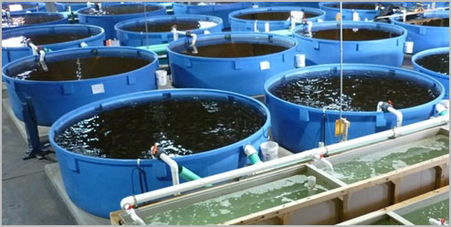 FIS - Companies & Products - Aquaculture System Promises Eco-friendly ...