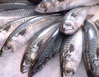 Nissui reports land-based mackerel milestone
