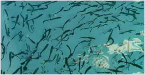 FIS - Compañías y Productos - Ocean Farm S.A. Establece Hito con ...