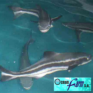 FIS - Compañías y Productos - Ocean Farm S.A. Establece Hito con ...