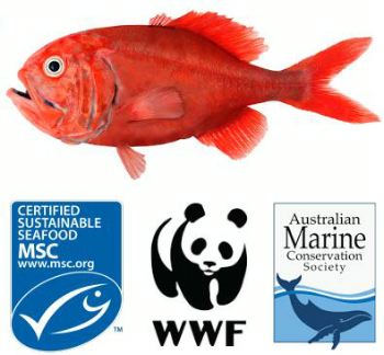 FIS - Companies & Products - Orange roughy ruling victory for sustainable  fisheries and for ocean loving Australians