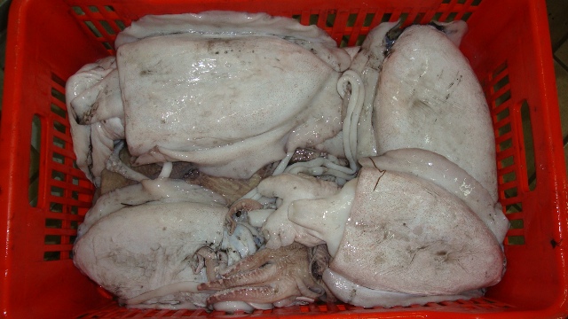 FIS - TM - SEAFOOD - India - Offer - Frozen - 500 M.T. - Ship ...