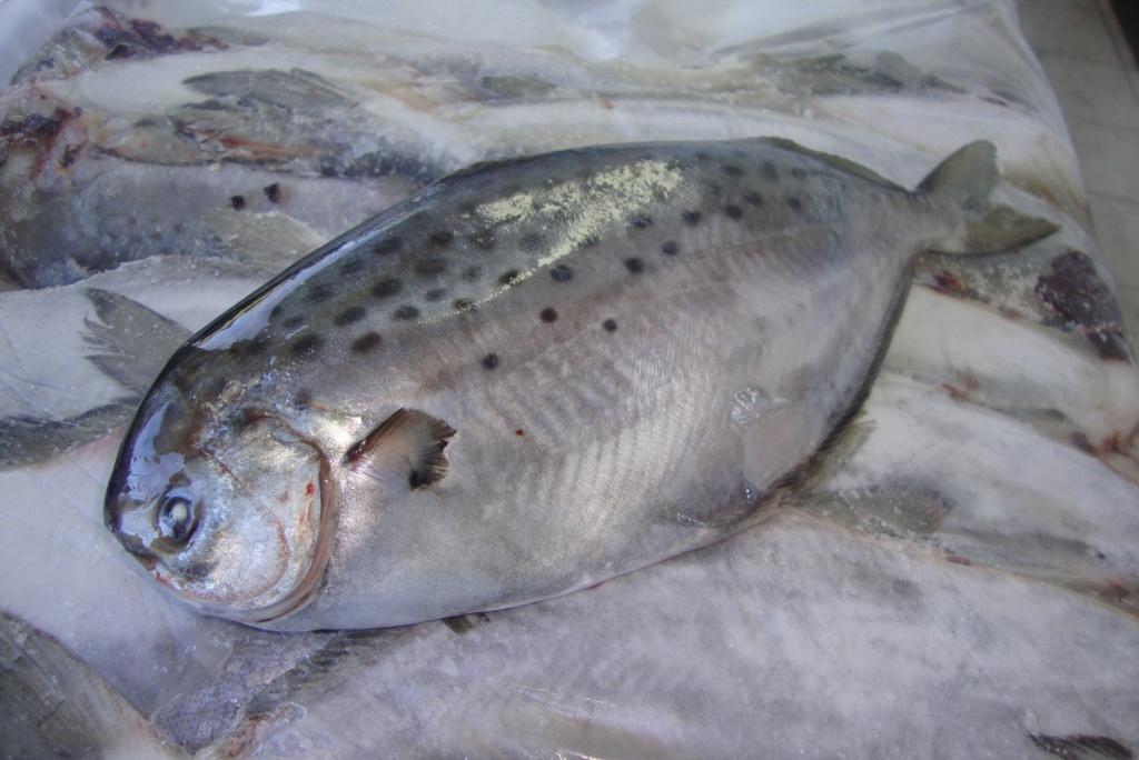 FIS - TM - SEAFOOD - Argentina - Offer - Frozen - 25 M.T. - Ship ...