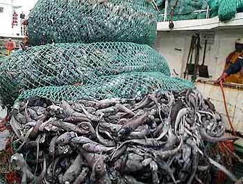 How Seafood is Caught: Bottom Trawling 