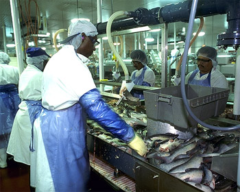 Processed Catfish Seafood Media Group - Worldnews - Catfish processing drops by over a third