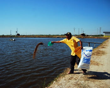 Seafood Media Group Noticias Sigue Sin Conocerse Causa De Mortandad De Camarones De Cultivo