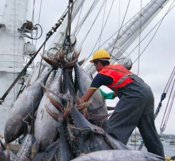 First Indonesian tuna fishery enters MSC assessment, News