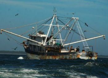 Seafood Media Group - Worldnews - The octopus fishing season ends