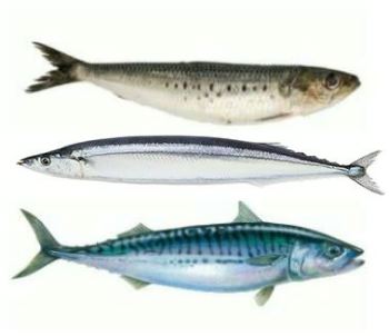 Seafood Media Group - Worldnews - The catch of pelagic fish