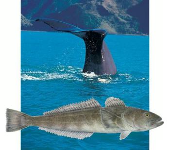 Seafood Media Group - Worldnews - Toothfish: Scientists On The Trail Of ...