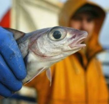 Seafood Media Group - Worldnews - EU audit reveals ‘manipulation’ of ...