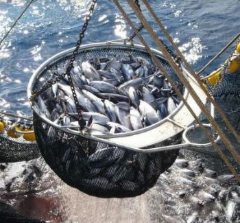 Seafood Media Group - Worldnews - Purse seine fishing for tropical