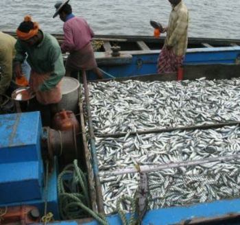 Sardinella fish in a fishing net - Stock Image - C010/9214