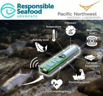Seafood Media Group - Worldnews - Pacific Northwest National Laboratory  launches 'first-of-its-kind' biotelemetric fish fitness tracker