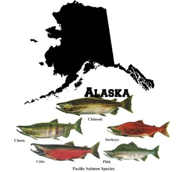 Seafood Media Group - Worldnews - Statistics │ Alaska │ Salmon Catch ...