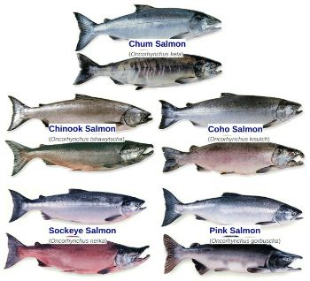 Seafood Media Group - Worldnews - Estimation │ Catch│ Alaska │ Salmon ...