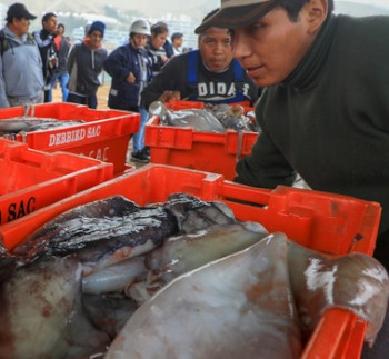 Seafood Media Group - Worldnews - The octopus fishing season ends