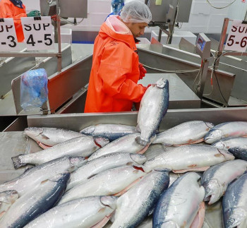 Seafood Media Group - Worldnews - Fish exports to China top pre ...