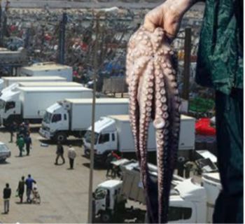 Seafood Media Group - Worldnews - The winter octopus fishing in